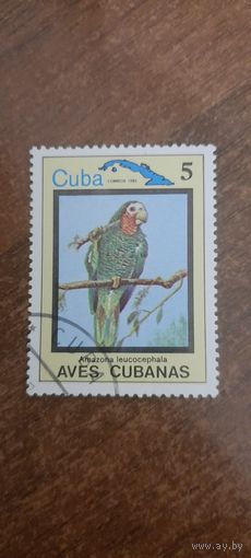 Куба 1983. Птицы. Amazonia leucocephiala. Марка из серии