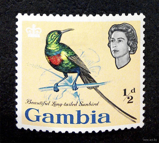 Гамбия 1963 г. Птицы. Фауна, 1 марка. Чистая  #0076-Ч1P5