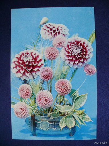 Фото Суханова В.,  Композиция из цветов, 1972, подписана.