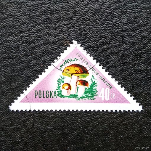 Марка Польша 1959 год Грибы