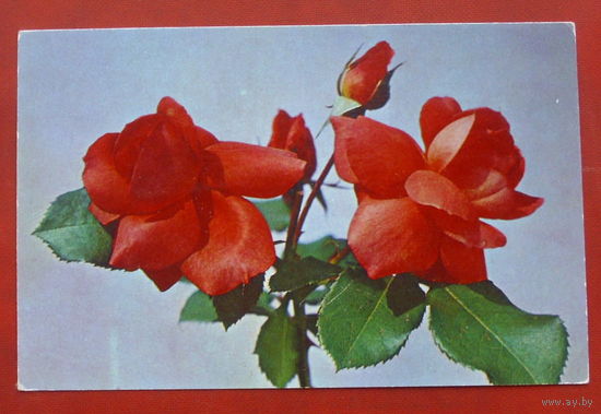 Розы. Чистая. 1976 года. Фото Грицюк. #193.