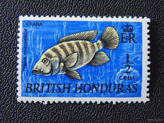 Британский Гондурас. 1969 г. Мозамбикская Тилапия. Фауна.
