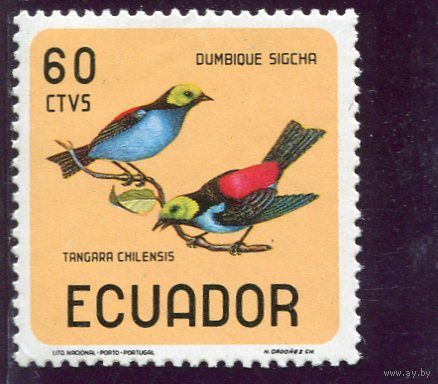 Эквадор. Птица. Райская танагра