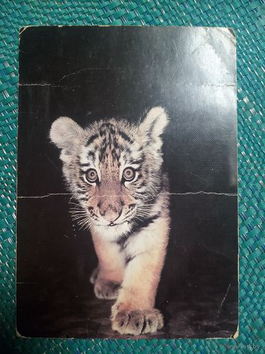 Открытка. Амурский тигренок. Фото И. Бавыкиной. 1986 г.
