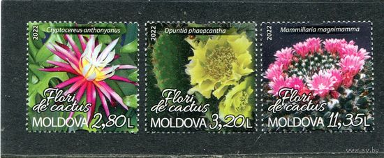 Молдавия 2022. Флора. Кактусы