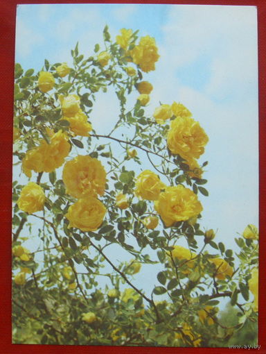 Роза персидская. Чистая. 1977 года. Фото Френкеля. 1448.
