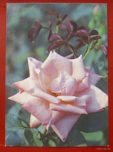 Роза " Дольче Вита ". Чистая. 1982 года. 1402.