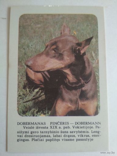 Карманный календарик. Доберман. 1988 год