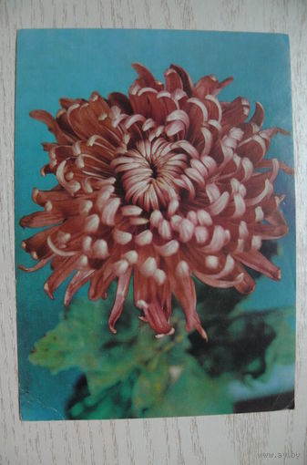 Цветы, 1971, подписана (ГДР).