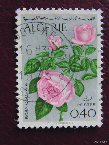 Алжир. Розы.