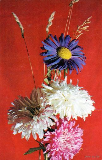 Открытка.Цветы.1975