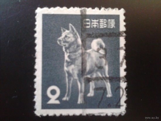 Япония 1953 собака