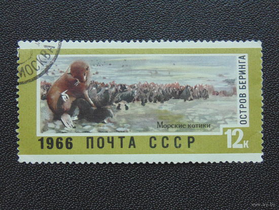 СССР 1966 г. Морские котики.