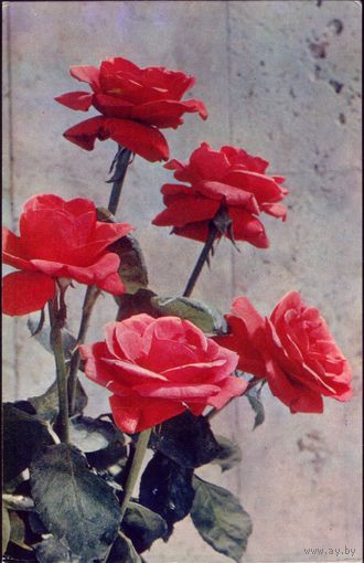 Розы 1973 год К.Колочкин