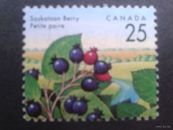 Канада 1992 стандарт, ягоды