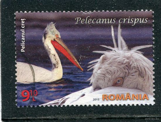 Румыния. Фауна. Пеликаны