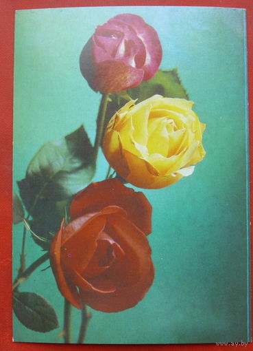 Розы. Чистая. 1985 года. Фото Костенко. 1548.