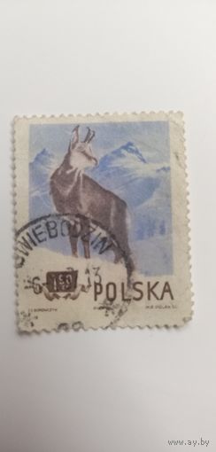 Польша 1954. Охраняемые лесные и горные животные Польши