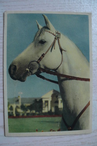 Голанд И., Голова лошади (Терской породы); 1956, чистая (филателия).