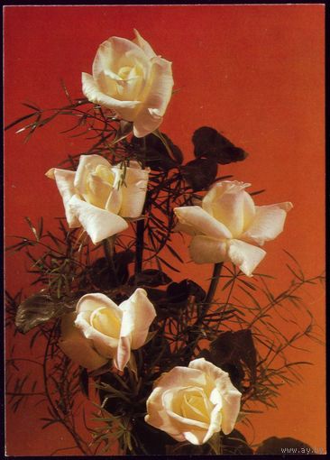 Чехословакия Белые розы