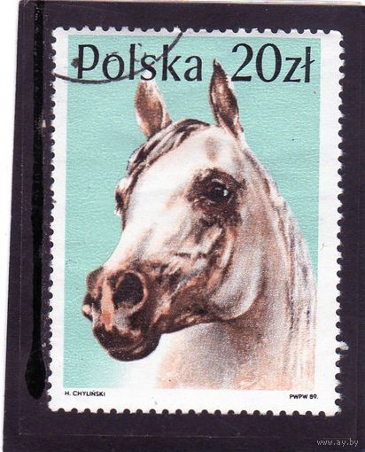Польша. Mi:PL 3193. Арабская лошадь (Equus ferus caballus) Серия: Лошади. 1989.