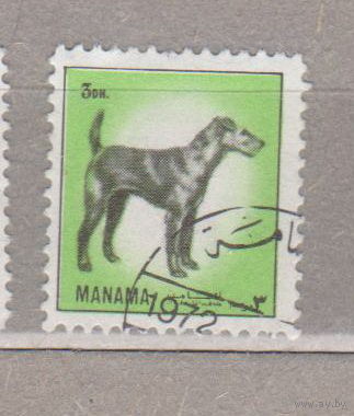 Собаки фауна Панама 1972 год лот 8