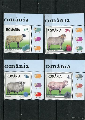Румыния.  Овцы