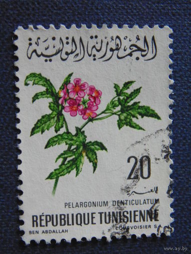 Тунис. Цветы.