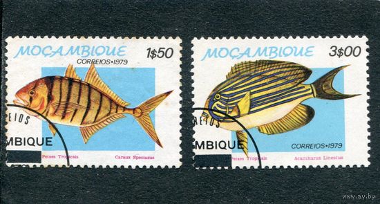 Мозамбик. Рыбы