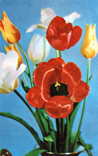 Открытка.Цветы.Тюльпаны.Москва.1969