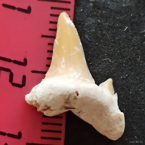 Ископаемый зуб акулы. Около 50 млн лет