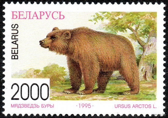 Фауна Медведь Беларусь 1996 год (127) 1 марка
