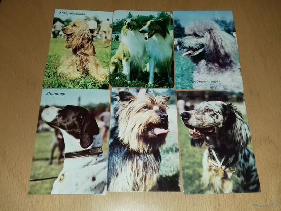Календарики 1986 Болгария. Собаки. 6 шт. одним лотом