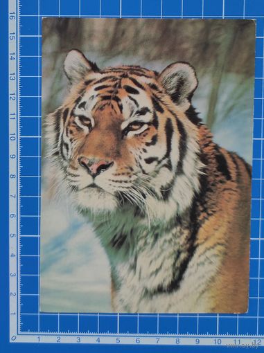Открытка 1986 год. "Уссурийский тигр". Фото Г. Смирнова.
