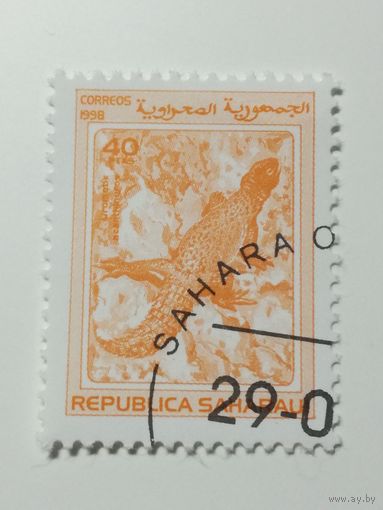 Сахара 1998. Ящерица