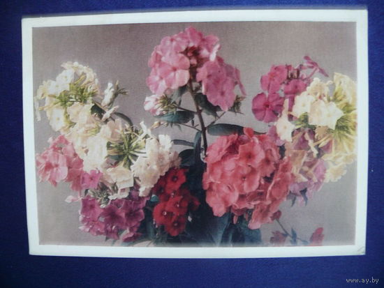 Фото Смолякова П., Цветы, 1974, подписана.