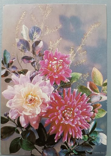 Цветы. Фото И.Дергилева. Открытка СССР, 1987, подписана