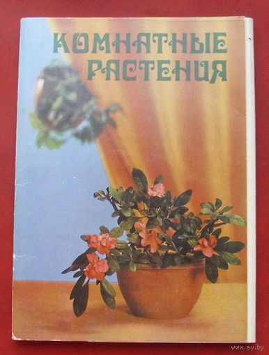 Комнатные растения. Набор открыток 1983 года ( 25 шт ). 16.