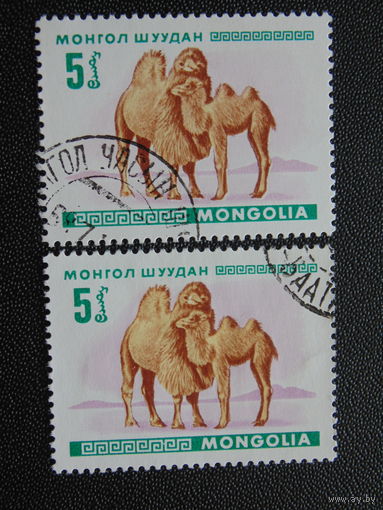 Монголия 1968 г. Фауна. Верблюжонок.