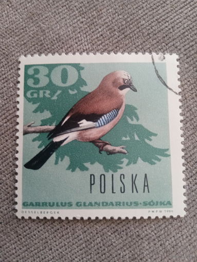 Польша 1966. Птицы. Garrulus Glandarius
