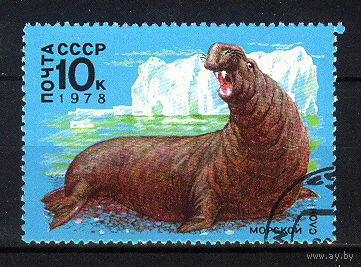 1978 СССР. Морской слон