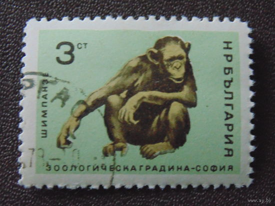 Болгария 1966 г. Шимпанзе.