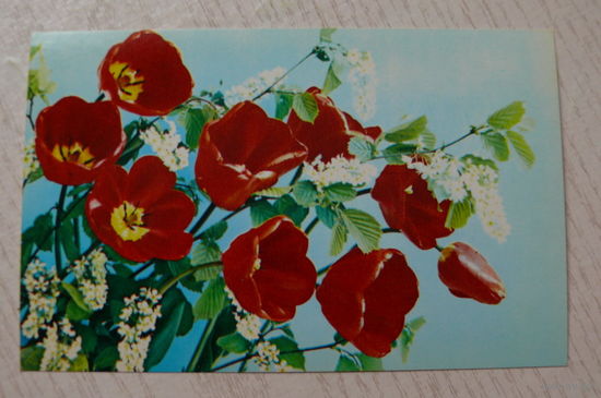 Костенко Г., Композиция из цветов, 1983, чистая (9*14 см).