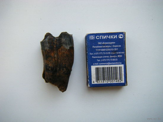 Древний зуб Шерстистого Носорога.
