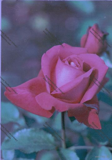 Открытка роза алекс  ред ,1982 г. чистая