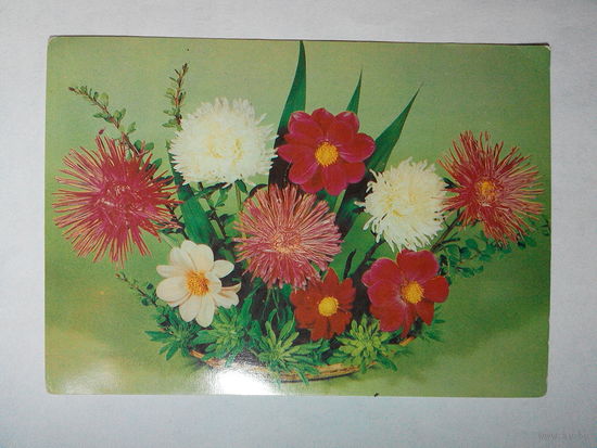 Круцко Б., Цветы 1983 год. Чистая #0058-FL1P29
