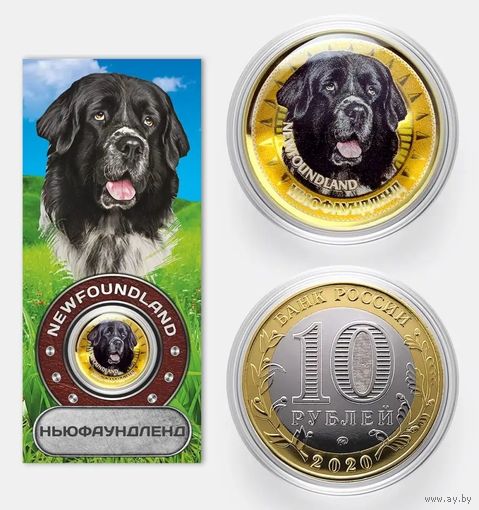 Коллекционная монета Ньюфаундленд