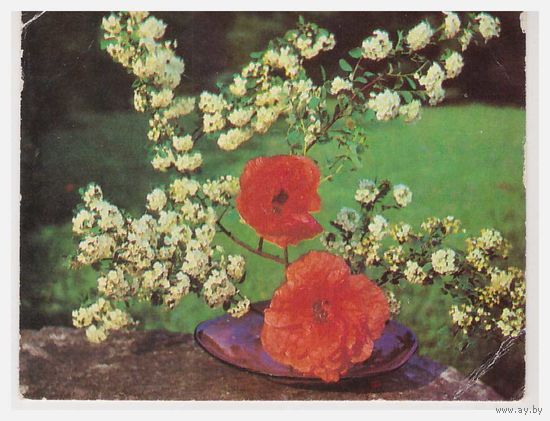 Малоформатная открытка 1987 Худ. Е. Саркисова