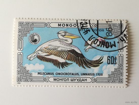 Монголия 1986. Птицы под защитой. Пеликан