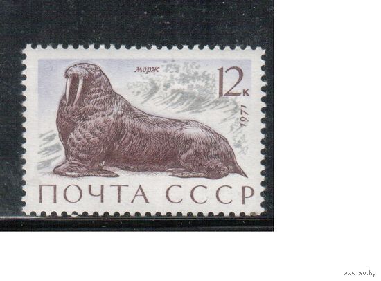 СССР-1971, (Заг.3967) ** , Фауна, Морж